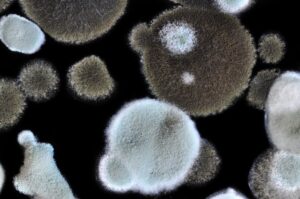 Technician assessing asbestos liability risks 2026 in a Pennsylvania home